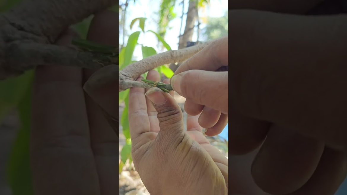 Grafting New Video ।। New 2 Mango Grafting Techniques ।। #Grafting #Method #ytshorts #shorts #mango Grafting New Video ।। New 2 Mango Grafting Techniques ।। #Grafting #Method #ytshorts #shorts #mango
