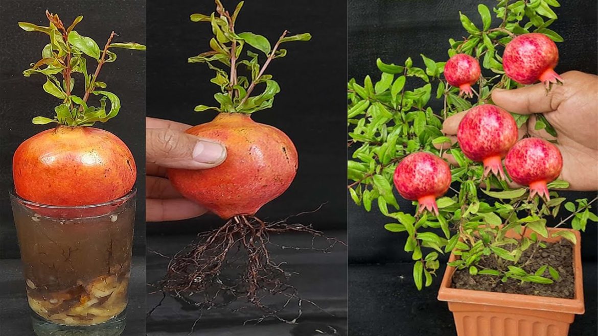 how to grow pomegranate fruit from pomegranate leaves pomegranate trees are made from pomegranate.
