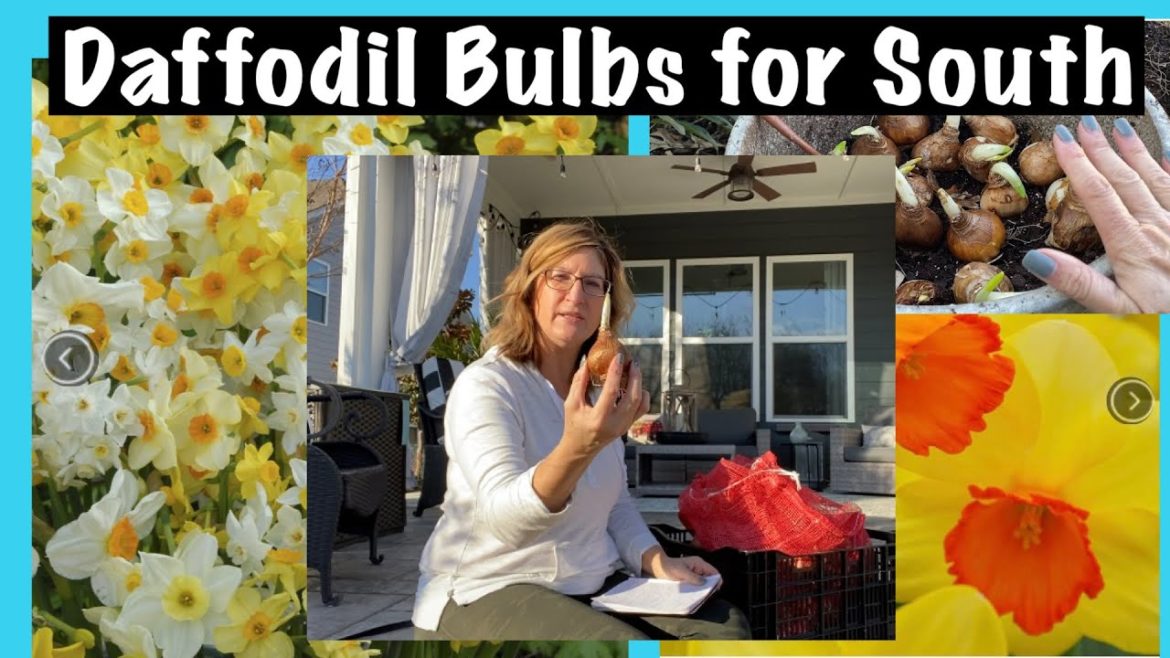 DAFFODIL BULBS FOR ZONE 8, DAFFODIL BULB PLANTING, DAFFODIL BULB IN CONTAINERS, PLANTING INSTRUCTION DAFFODIL BULBS FOR ZONE 8, DAFFODIL BULB PLANTING, DAFFODIL BULB IN CONTAINERS, PLANTING INSTRUCTION