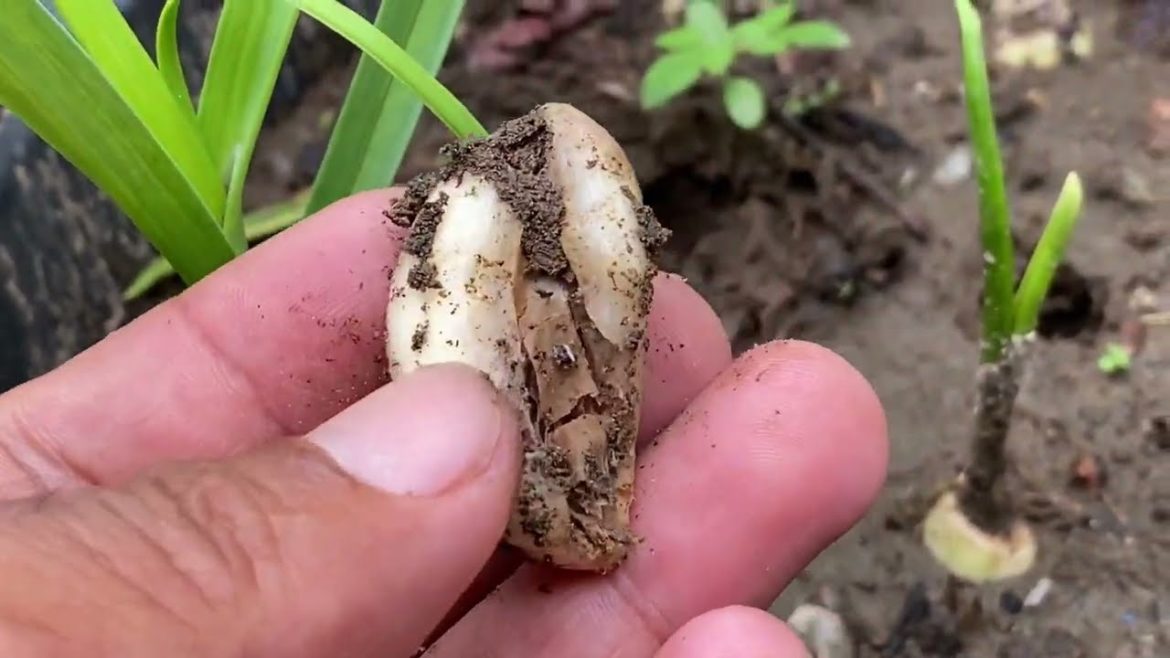 How to propagation Garlic | Gardening at home