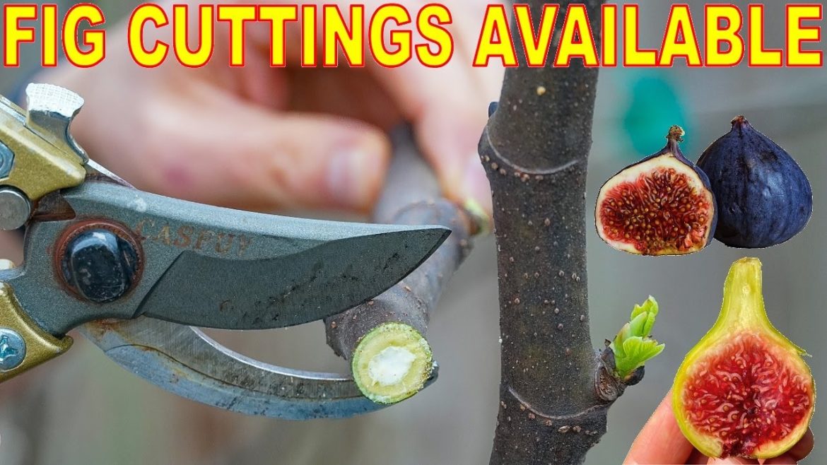 ANNOUNCEMENT: Fig Cuttings Now Available To YOU! Here's How To Get Them