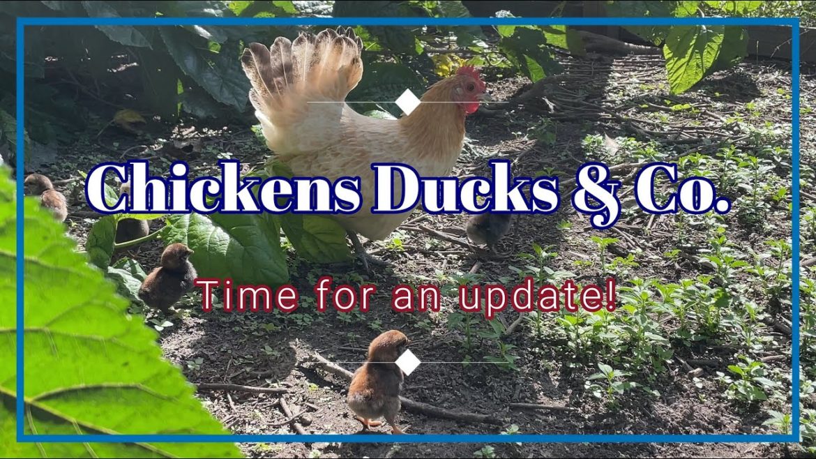 Our Animals - Chickens - Ducks - Geese - Guinea Fowls - Quails and a Pig at Permaculture Haven