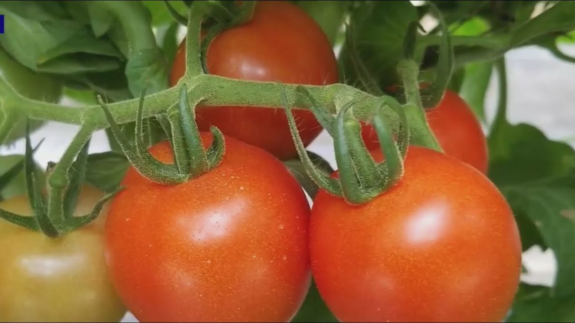 Gardeners shares tips on gardening during winter weather Gardeners shares tips on gardening during winter weather