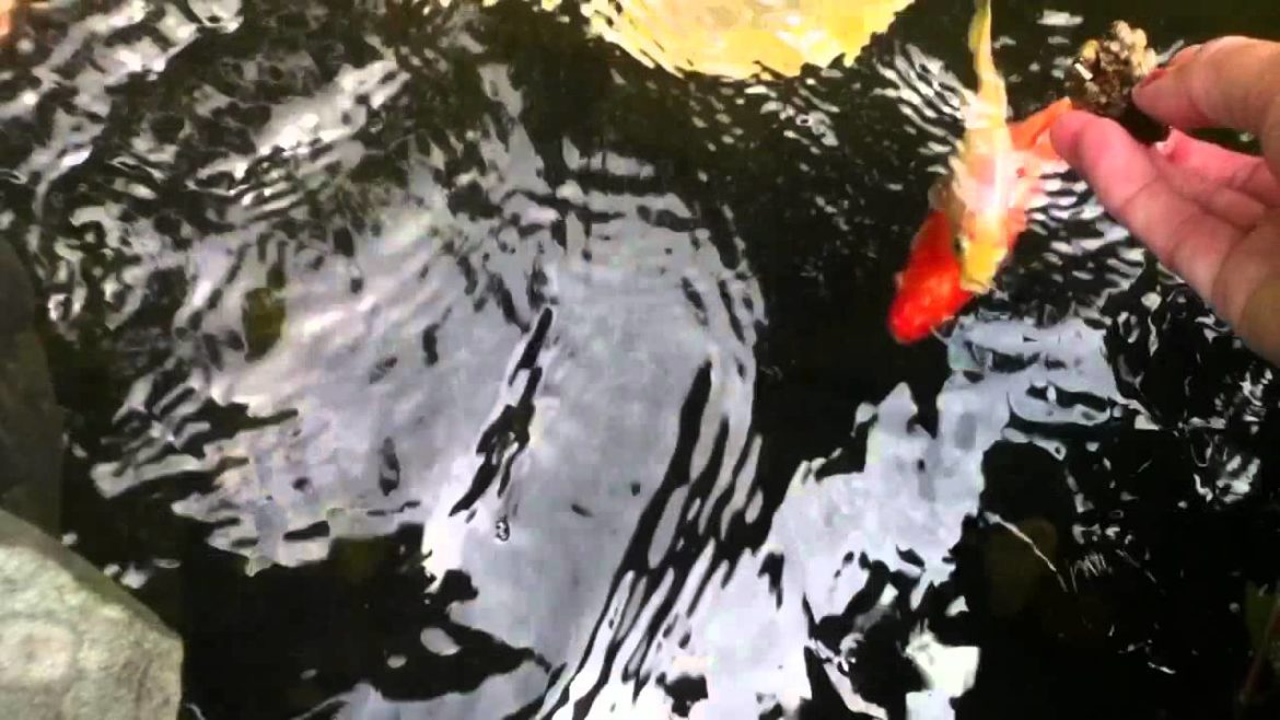 Hand feeding large white butterfly koi in backyard garden pond