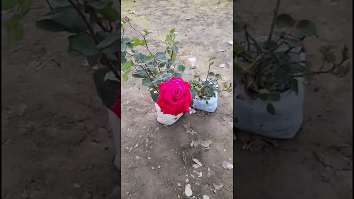 #roseplant #desigulab #hemagardening #viralvideo #trending #Shortsvideo #GardeningShorts #Plants #yt #roseplant #desigulab #hemagardening #viralvideo #trending #Shortsvideo #GardeningShorts #Plants #yt