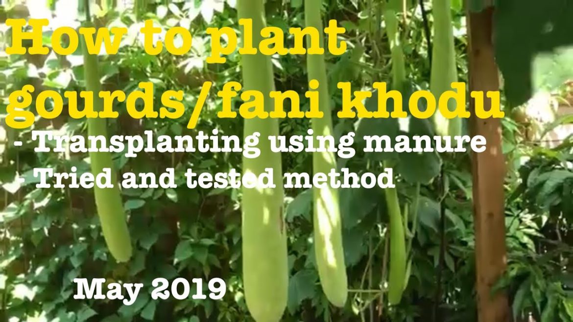 How to grow Bottle Gourds, fani Khodu, Doodi - Transplanting (Vegetable Gardening)