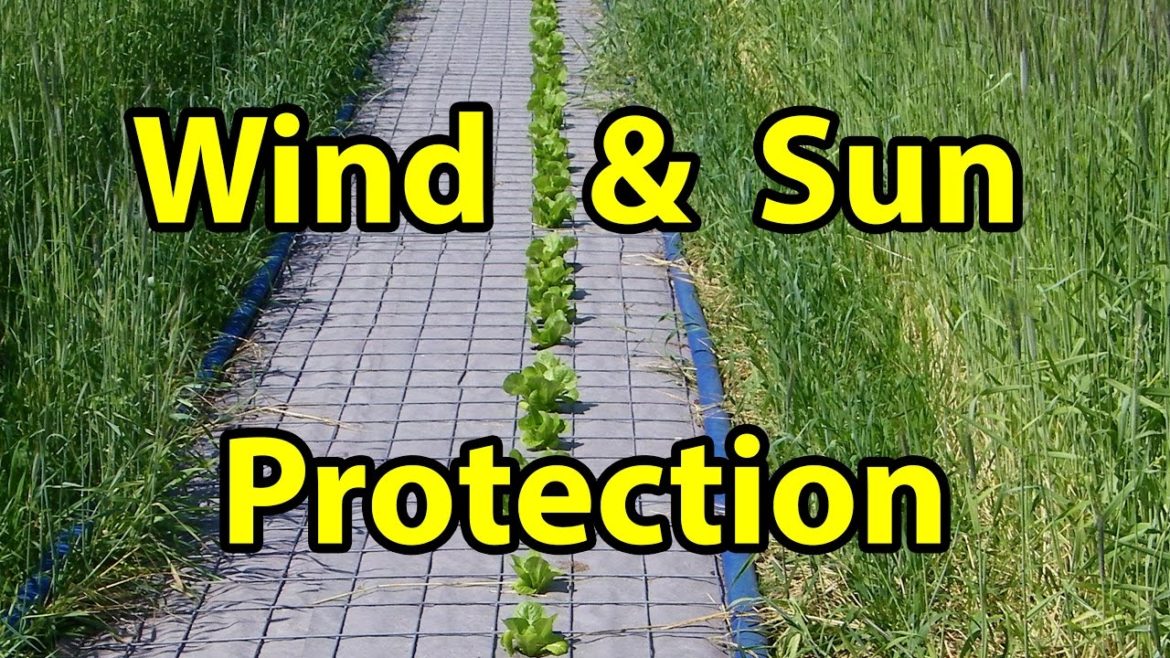 Best Wind & Sun Protection in NO TILL Homesteading Vegetable Gardening for beginners 101