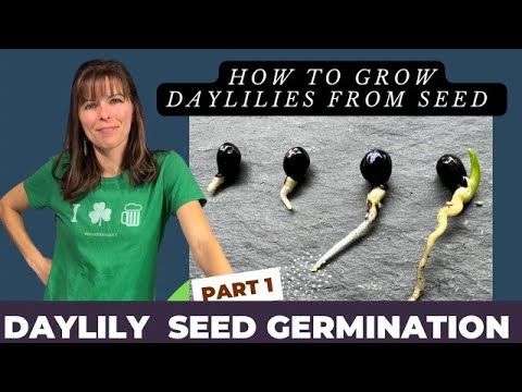 HOW TO GROW DAYLILY PLANTS FROM SEED// VIDEO SERIES // PART 1: GERMINATION PROCESS HOW TO GROW DAYLILY PLANTS FROM SEED// VIDEO SERIES // PART 1: GERMINATION PROCESS