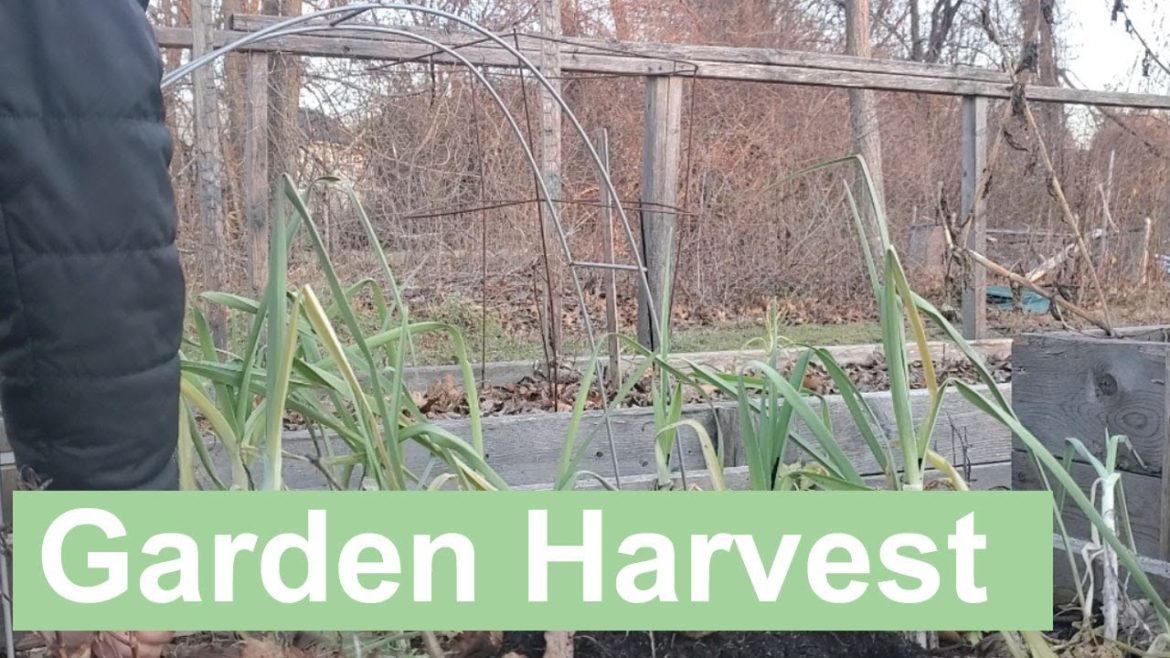 Harvest With Me | Carrots and Leeks | December Garden | Zone 6b