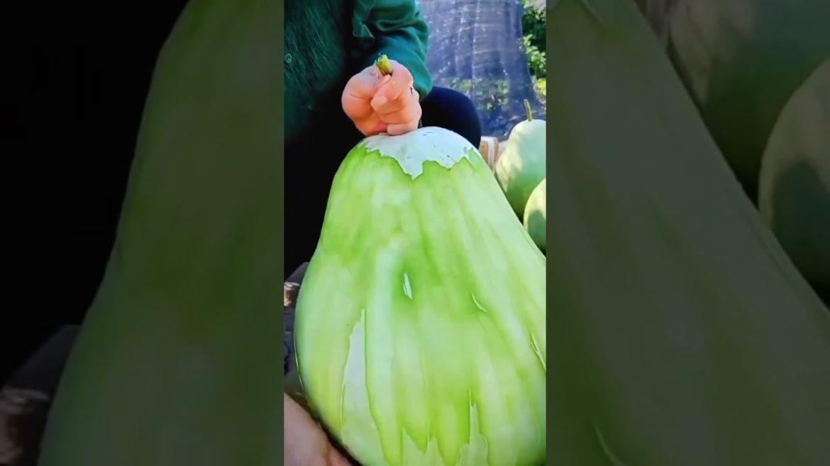 Amazing harvesting
