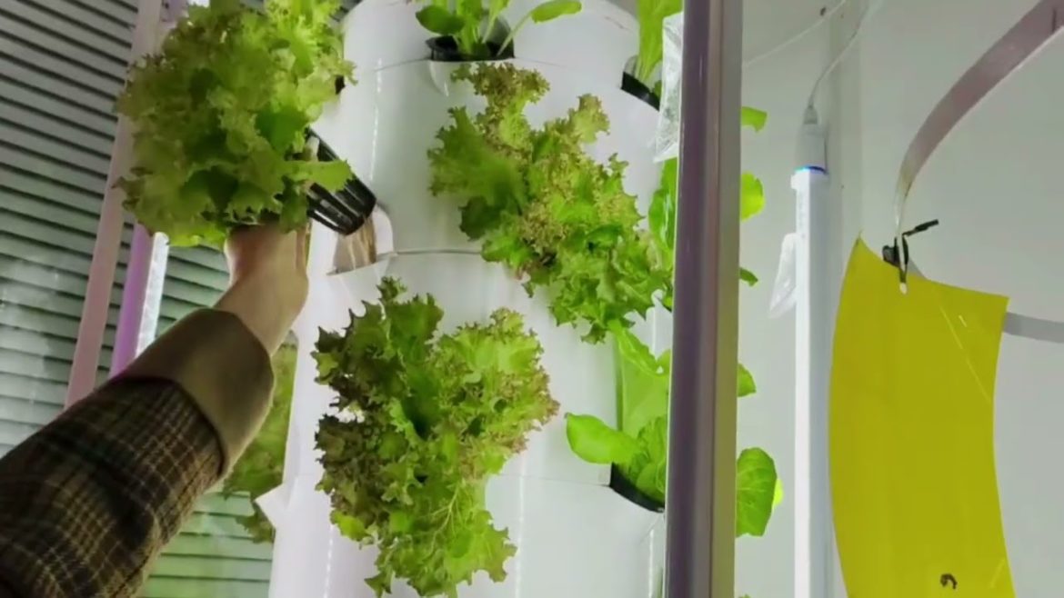Harvesting Purple Leaf Lettuce in Aeroponic Garden Harvesting Purple Leaf Lettuce in Aeroponic Garden