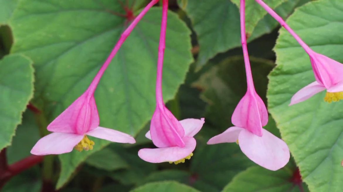Gardening Tips : How to Grow Begonia Grandis Gardening Tips : How to Grow Begonia Grandis