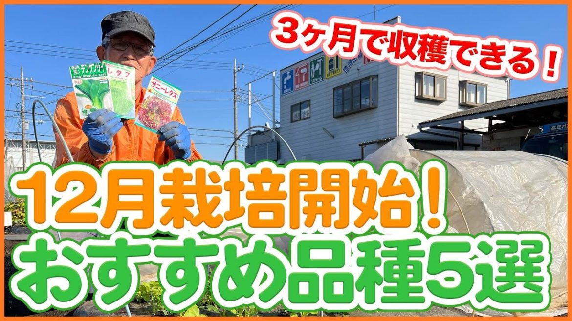 家庭菜園や農園の冬野菜栽培で3ヶ月で収穫可能!12月栽培におすすめ野菜品種5選!/5 recommended vegetable varieties to start growing in Dec. 家庭菜園や農園の冬野菜栽培で3ヶ月で収穫可能!12月栽培におすすめ野菜品種5選!/5 recommended vegetable varieties to start growing in Dec.
