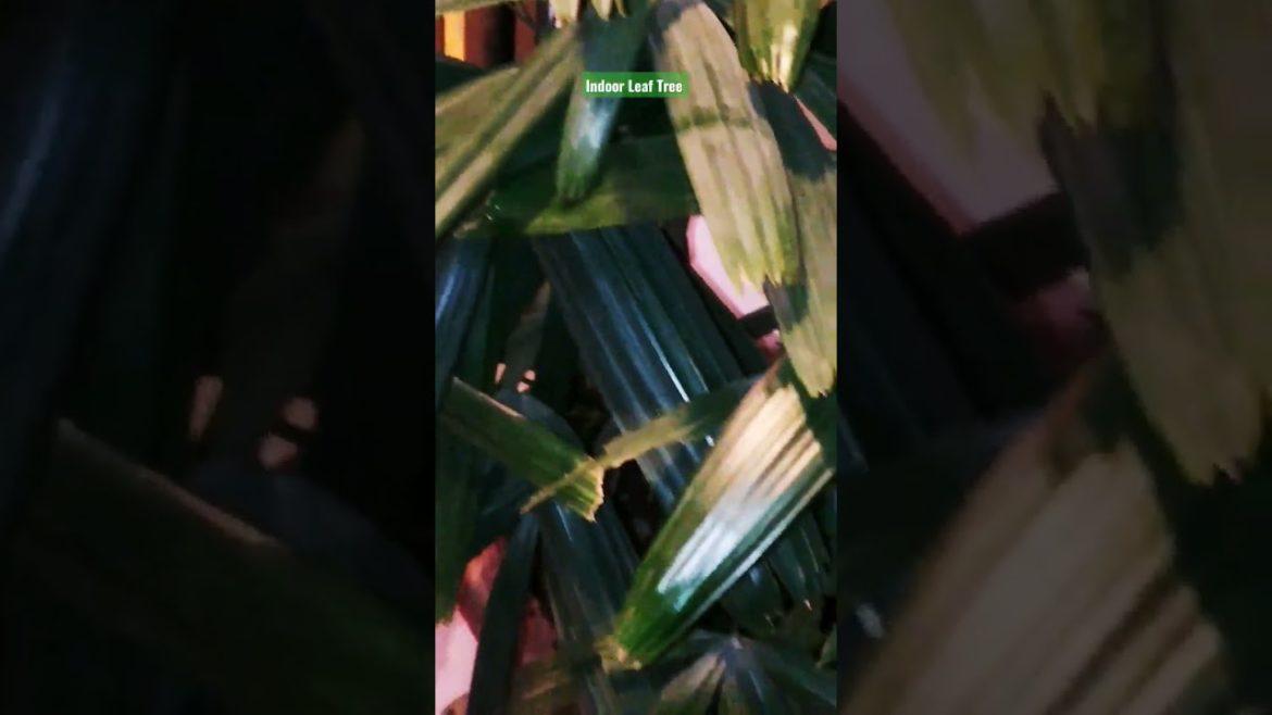 Indoor plants design and decoration ideas. #shorts #share #subscribe #status#gardening.