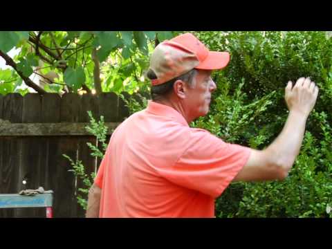 Gardening Tips : How to Trim a Shrub Gardening Tips : How to Trim a Shrub