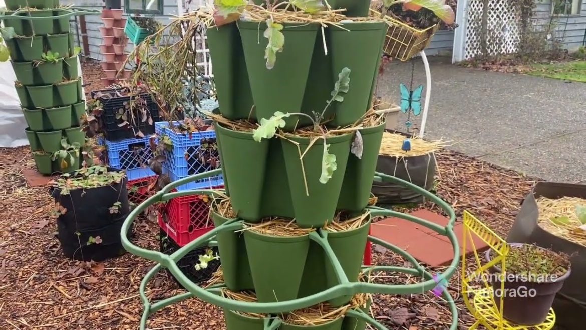 Winter front yard garden tour