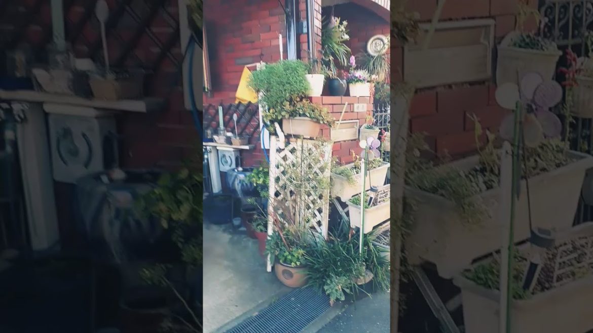 Japanese potted plants