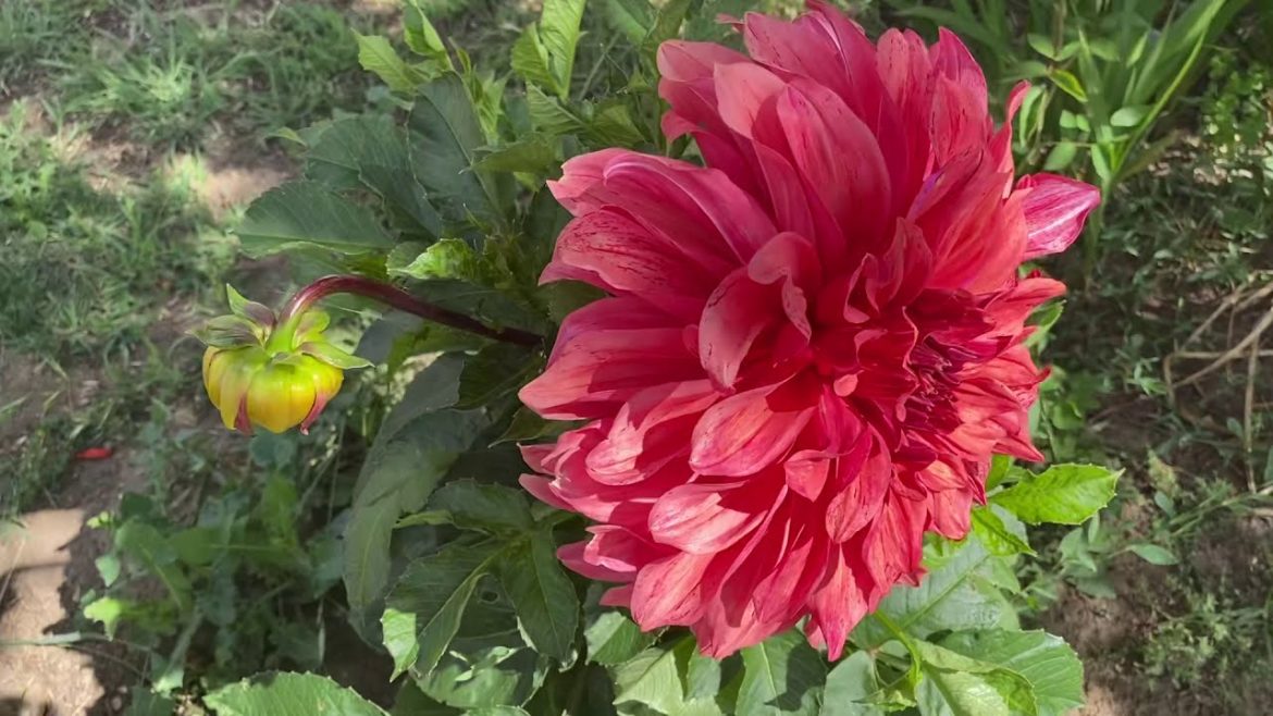 My  small front yard garden / Eigi yum mamangi engkhol macha