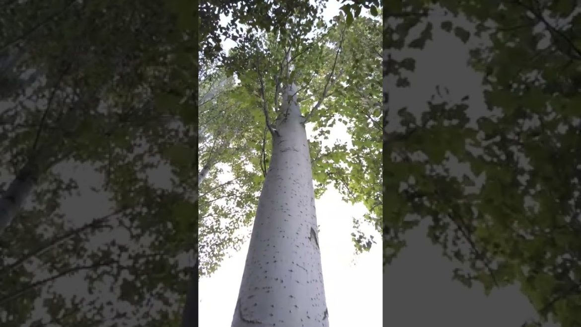 beautiful tall tree in garden [[2022]]