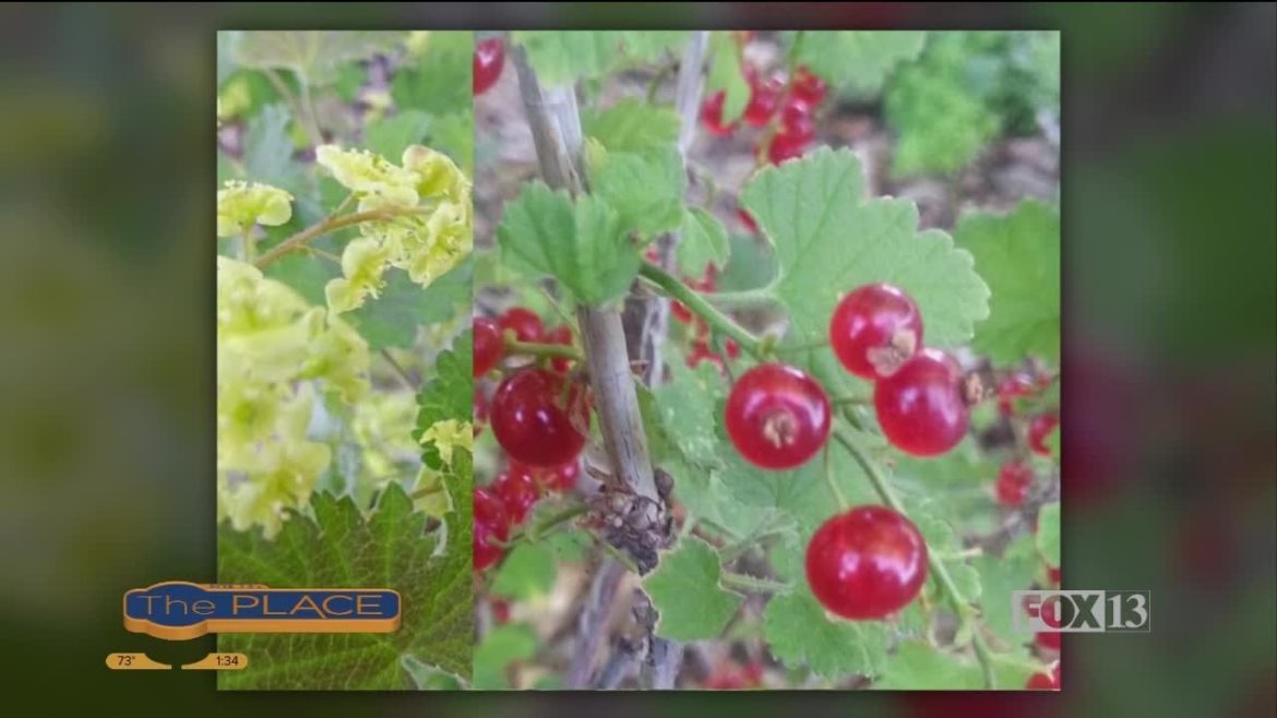 Edible bushes for your garden