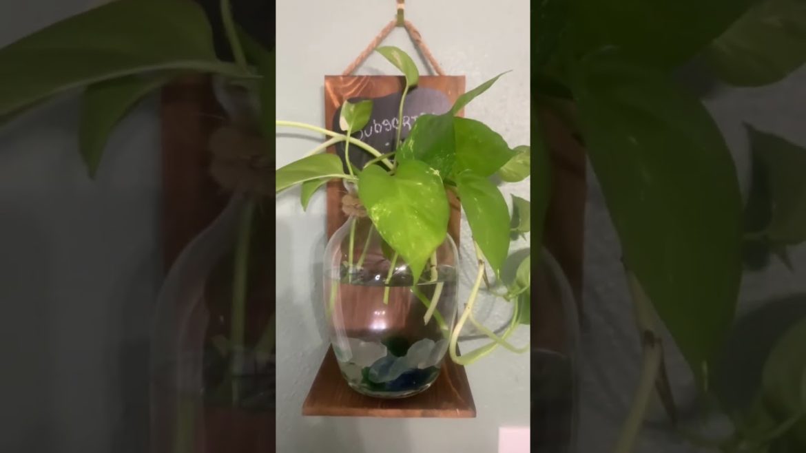 DIY Pathos Hanging Planter #shorts #trending #plants