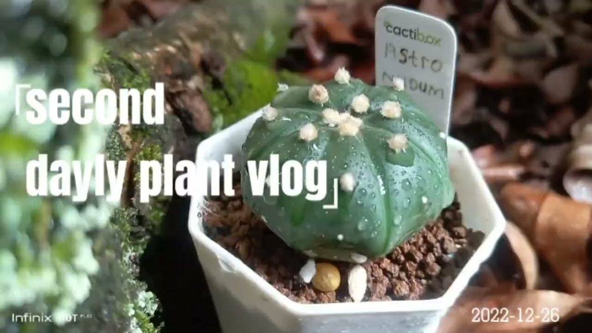 a collection of videos of plants in the backyard garden