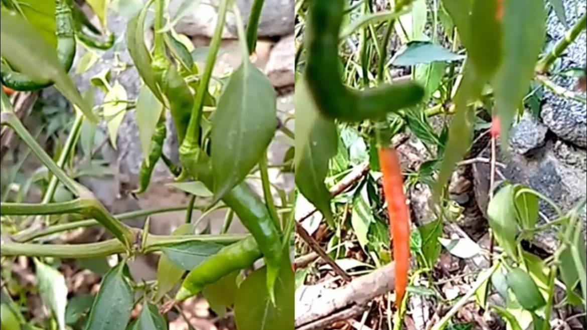 Red & Green Chillies Plant Grown At Home || #vegetables #gardening