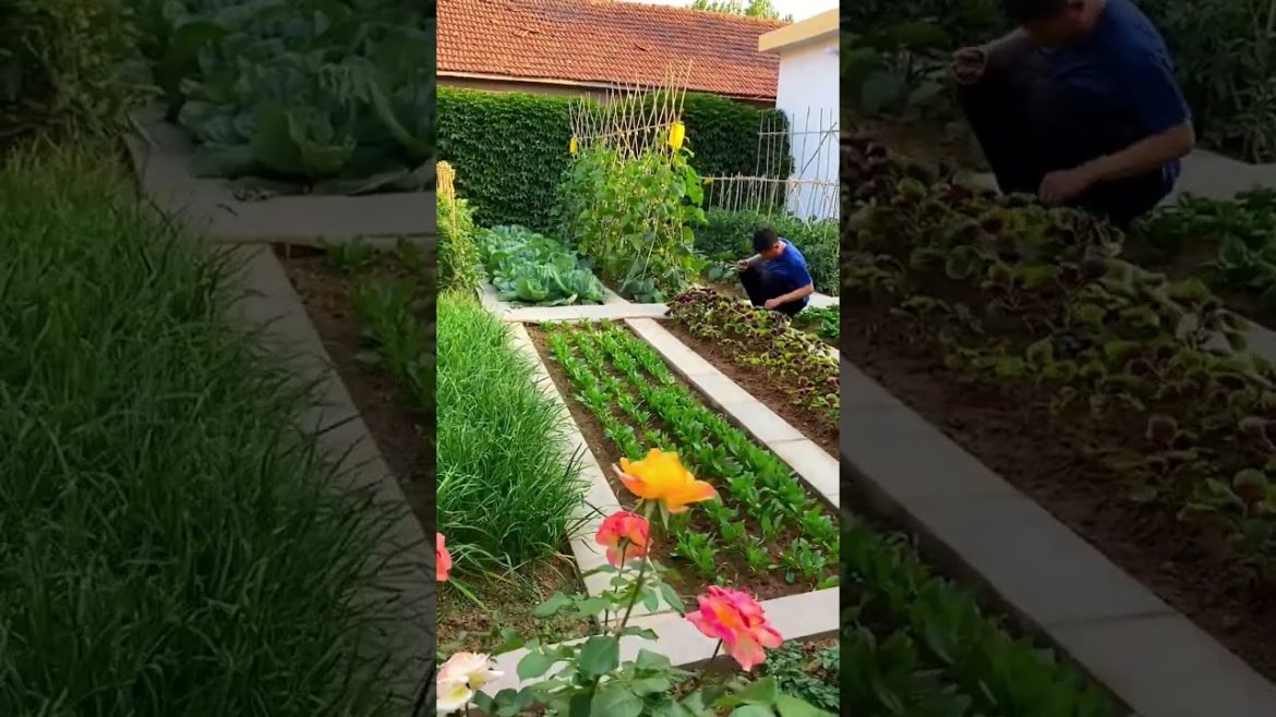 how to growth vegetable #natural how to growth vegetable #natural