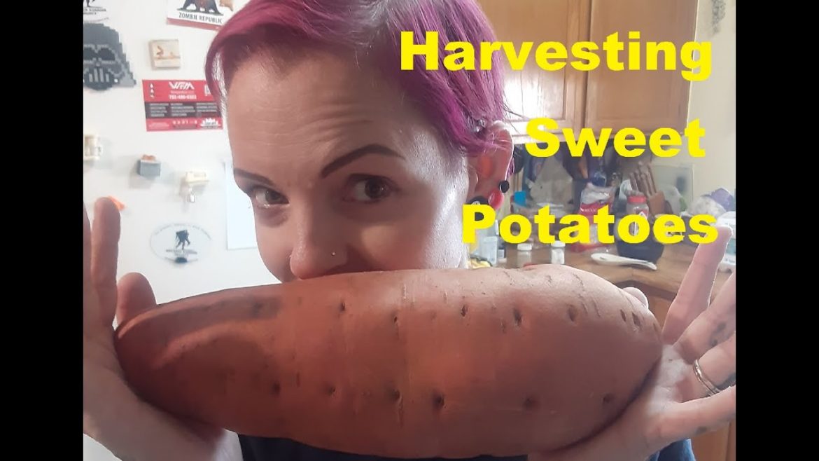 Harvesting the sweet potatoes from our backyard garden! Harvesting the sweet potatoes from our backyard garden!
