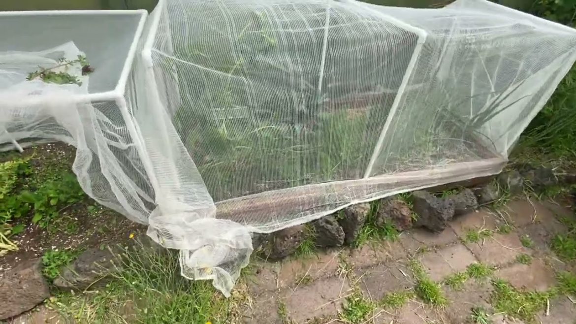 #50 Daily In the Garden - Collecting Chamomile, Removing Weeds