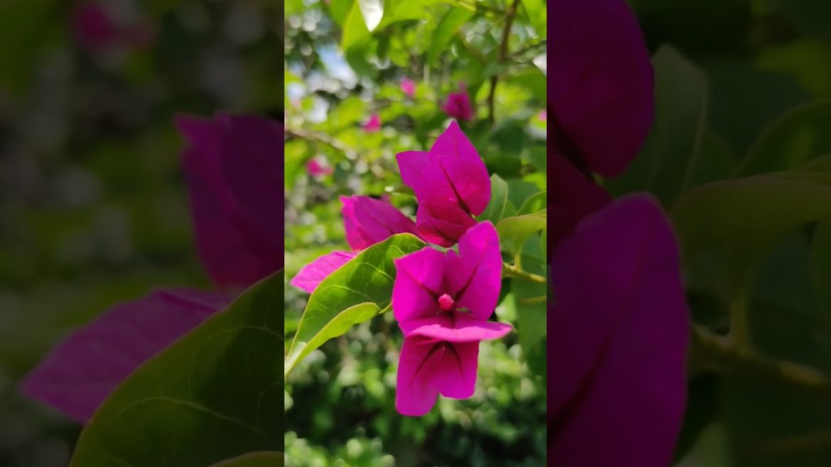 Beautiful Flowers In SA ! π₯°π·πΈπΉπ…#beautiful #garden #flowers #nature #traveling#plants#world #tips Beautiful Flowers In SA ! π₯°π·πΈπΉπ...#beautiful #garden #flowers #nature #traveling#plants#world #tips