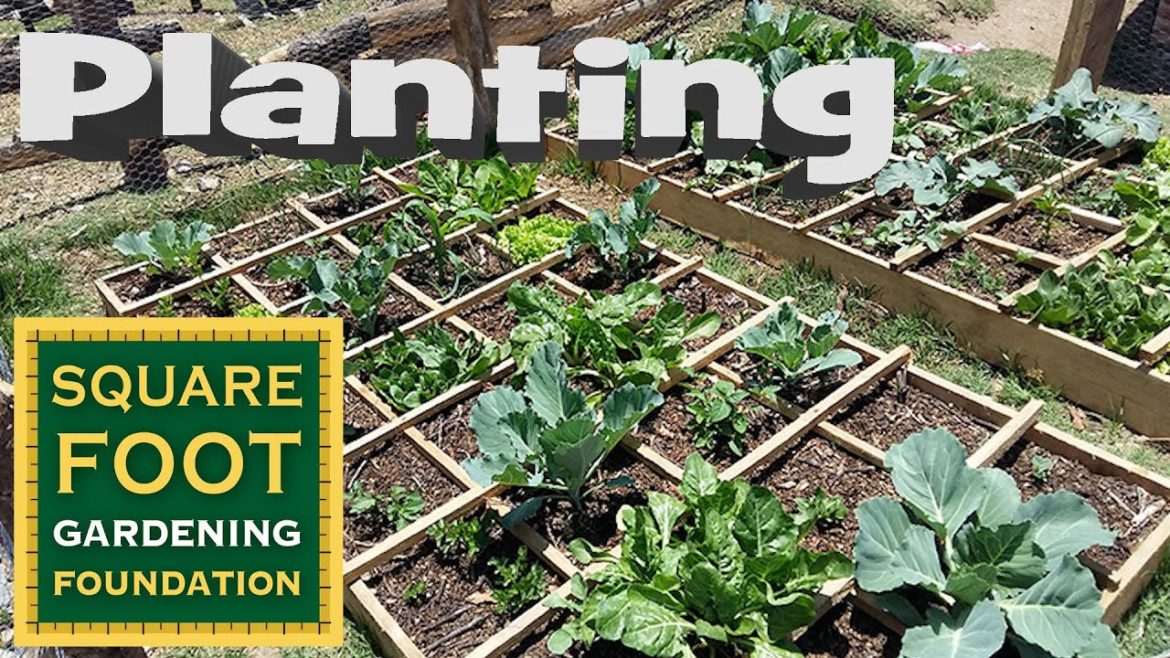 SFG Essentials Planting with Rick Bickling – Great Square Foot Gardening Tips! SFG Essentials Planting with Rick Bickling - Great Square Foot Gardening Tips!