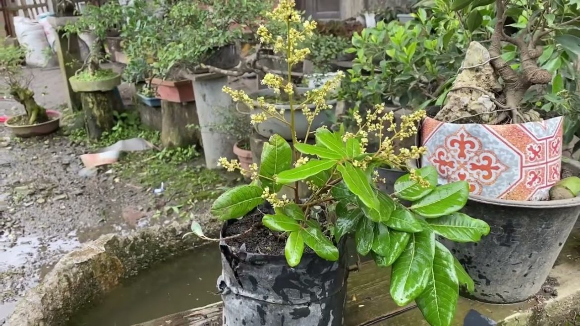 How To Propagation Longan with Banana as Natural Rooting Hormone