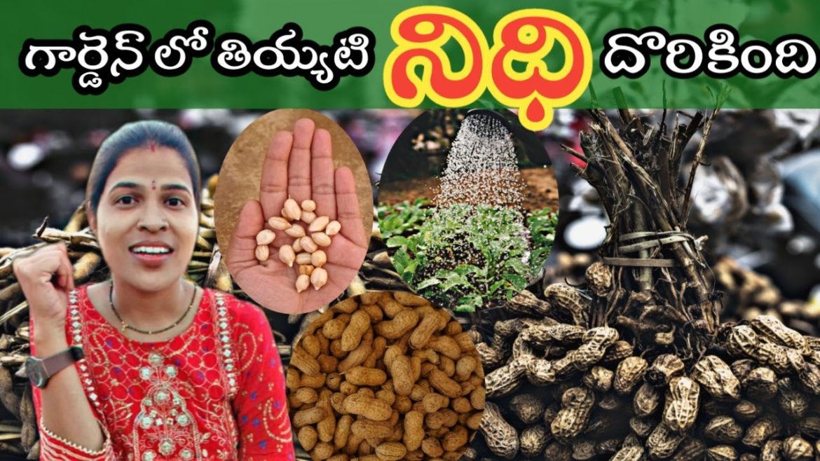 Great idea - Tips for growing peanuts on the balcony from seeds