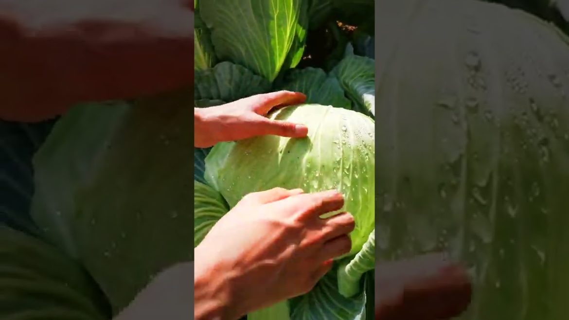 How to Harvest Cabbage the Right Way - Vegetable Gardening Tips
