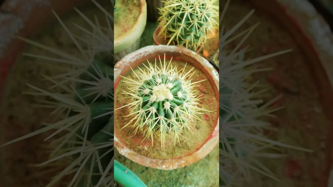 My Small Beautiful Home Garden Raining In My Backyard EP - 557 #shorts #garden