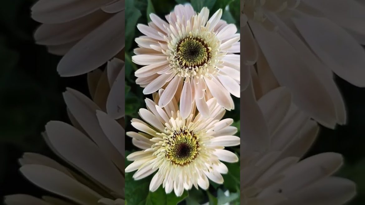 दिल खुश करने वाले फूल #flowers #beautifulflowers #beautiful #christmas #garden #trending #viral