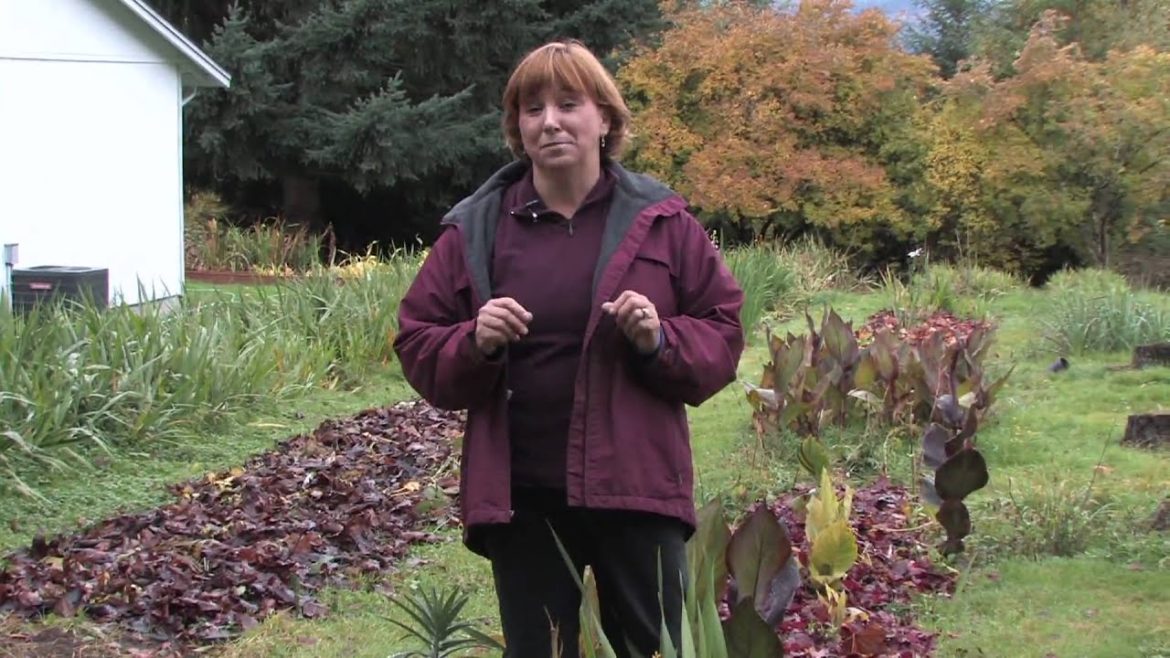 Gardening Tips : How Can I Get Rid of Weeds?