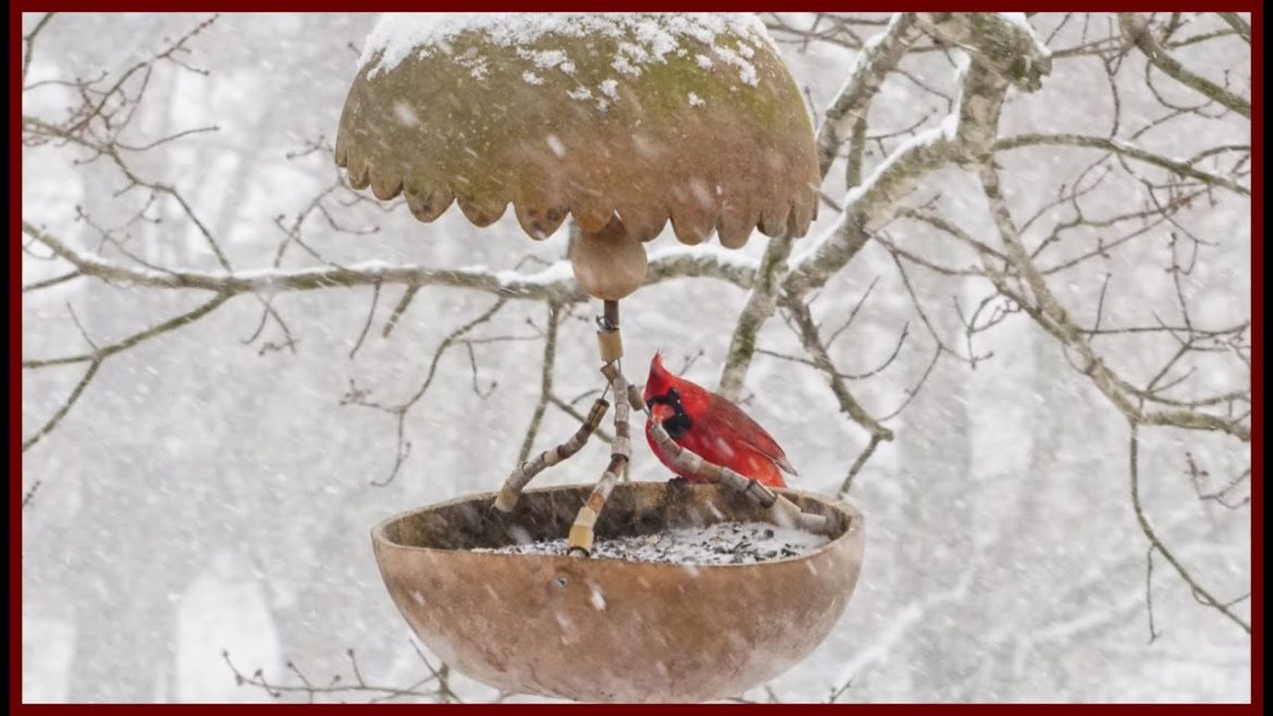BIRDS Feeding in SNOWSTORM *RAW VIDEO* Part 1
