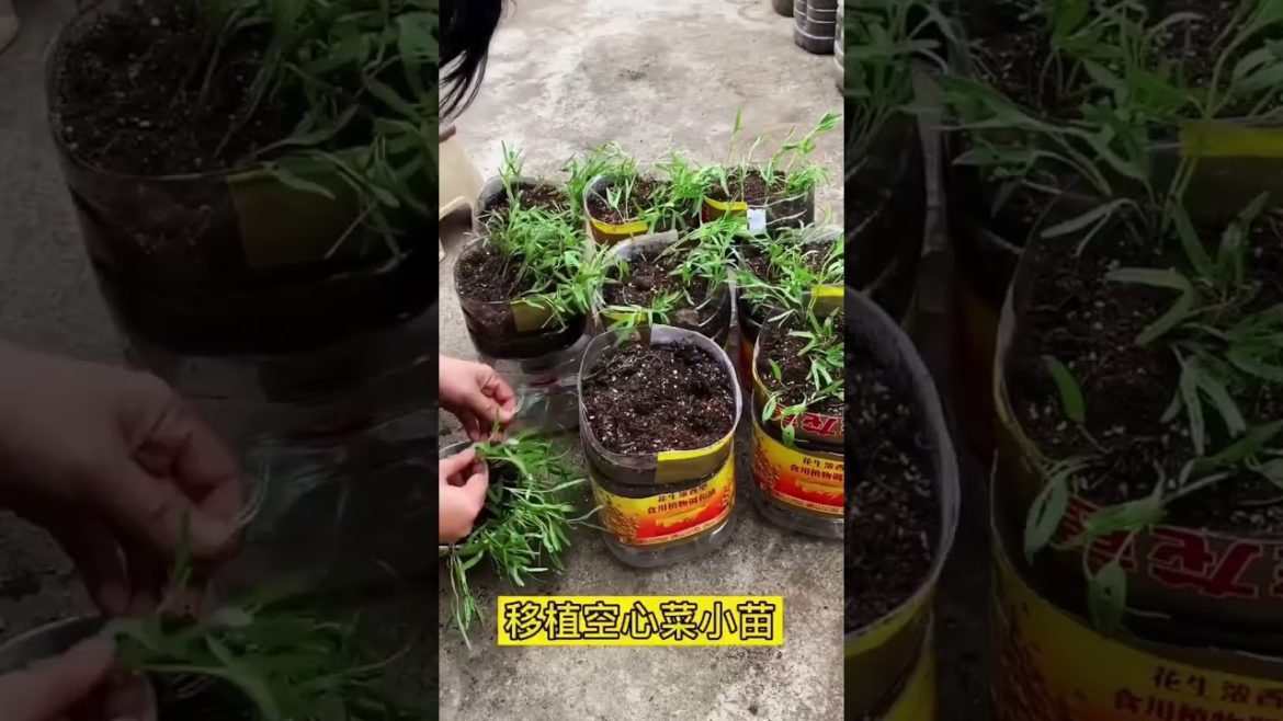 how to growth vegetable #naturalgarden how to growth vegetable #naturalgarden