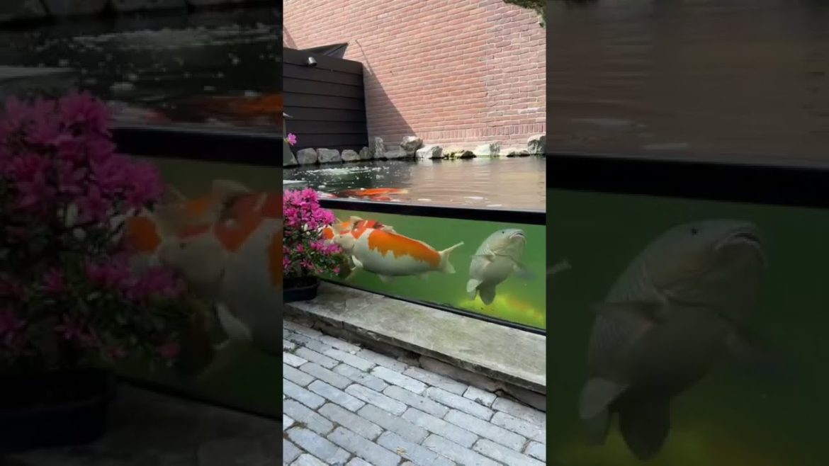 Japanese Backyard Koi Pond #koi #koifish #koipond