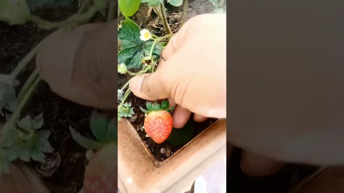 strawberry plants in my garden #shorts strawberry plants in my garden #shorts