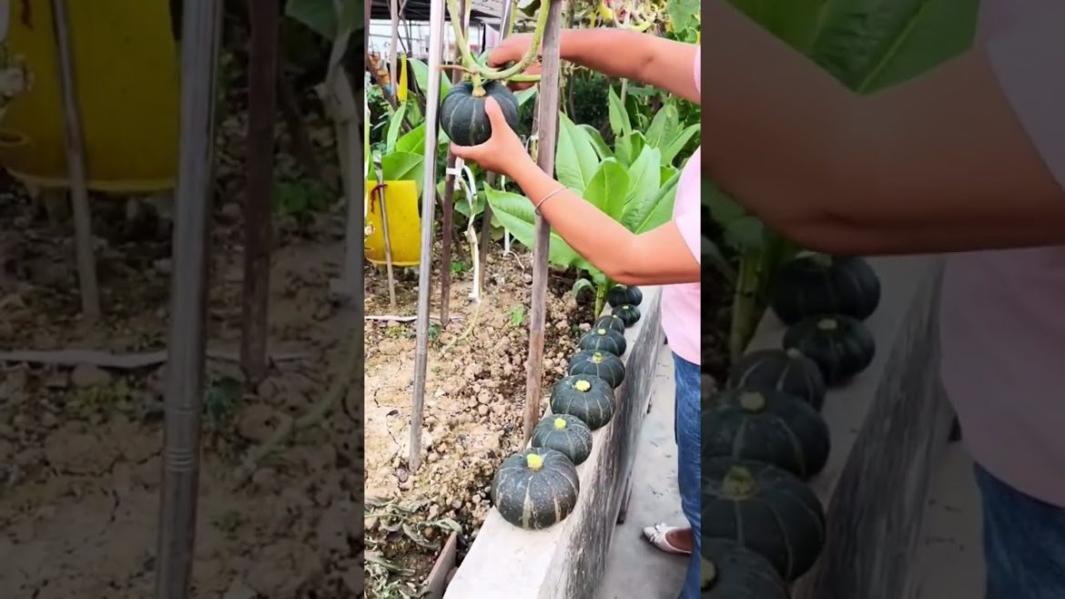 how to growth vegetable #naturalgarden how to growth vegetable #naturalgarden