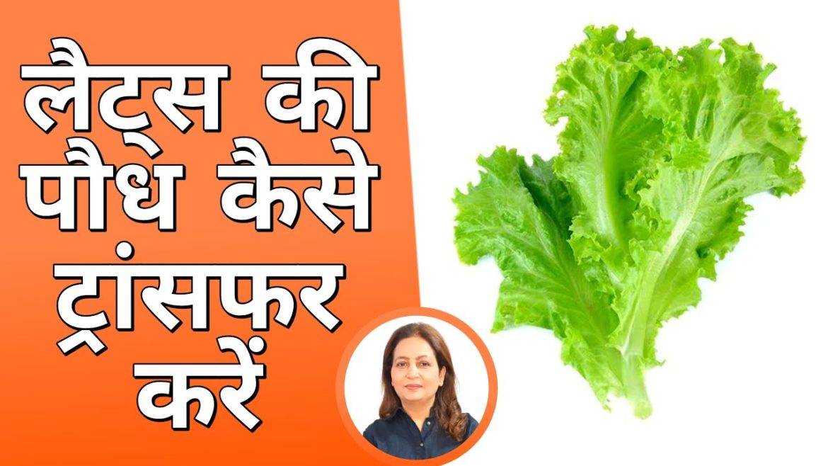How to shift saplings of lettuce to bigger pots | Organic gardening | meenu savita arora How to shift saplings of lettuce to bigger pots | Organic gardening | meenu savita arora