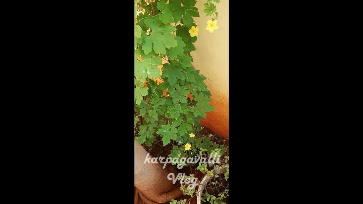 vegetable in my garden | terrace Garden | vegetable plant | @KarpagavalliVlog555