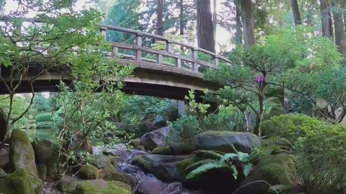Portland Japanese Garden prepping for fall