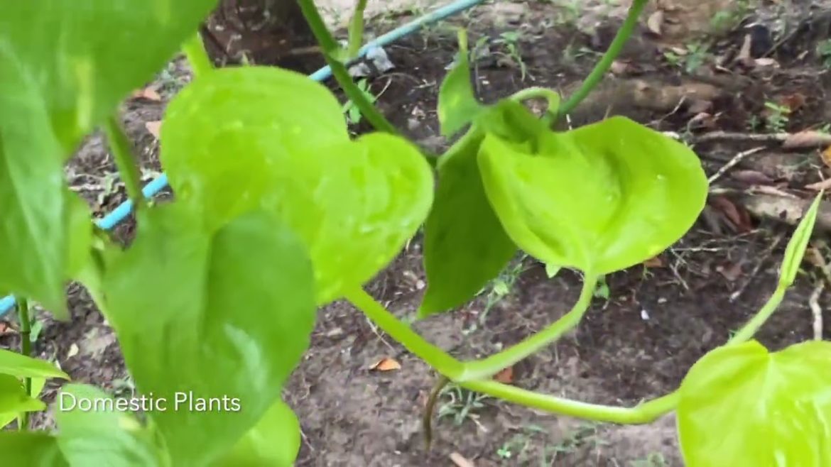 How to grow Neon Pothos Neon Money Plant by hanging How to grow Neon Pothos Neon Money Plant by hanging