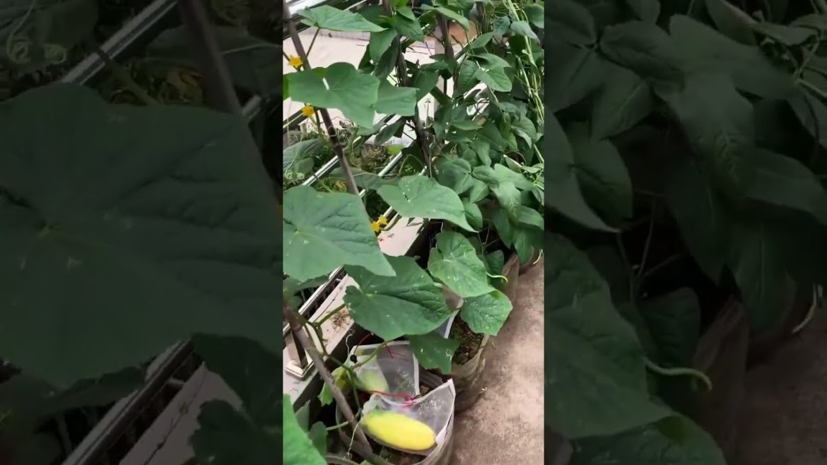 how to growth vegetable #naturalgarden