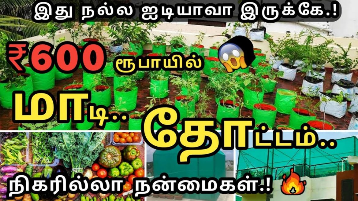 பட்டய கெளப்பும் மாடித்தோட்டம் | கட்டாயம் தெரிஞ்சுக்கோங்க | Start a 𝐒𝐢𝐦𝐩𝐥𝐞 𝐓𝐞𝐫𝐫𝐚𝐜𝐞 𝐆𝐚𝐫𝐝𝐞𝐧 -Ideas பட்டய கெளப்பும் மாடித்தோட்டம் | கட்டாயம் தெரிஞ்சுக்கோங்க | Start a 𝐒𝐢𝐦𝐩𝐥𝐞 𝐓𝐞𝐫𝐫𝐚𝐜𝐞 𝐆𝐚𝐫𝐝𝐞𝐧 -Ideas