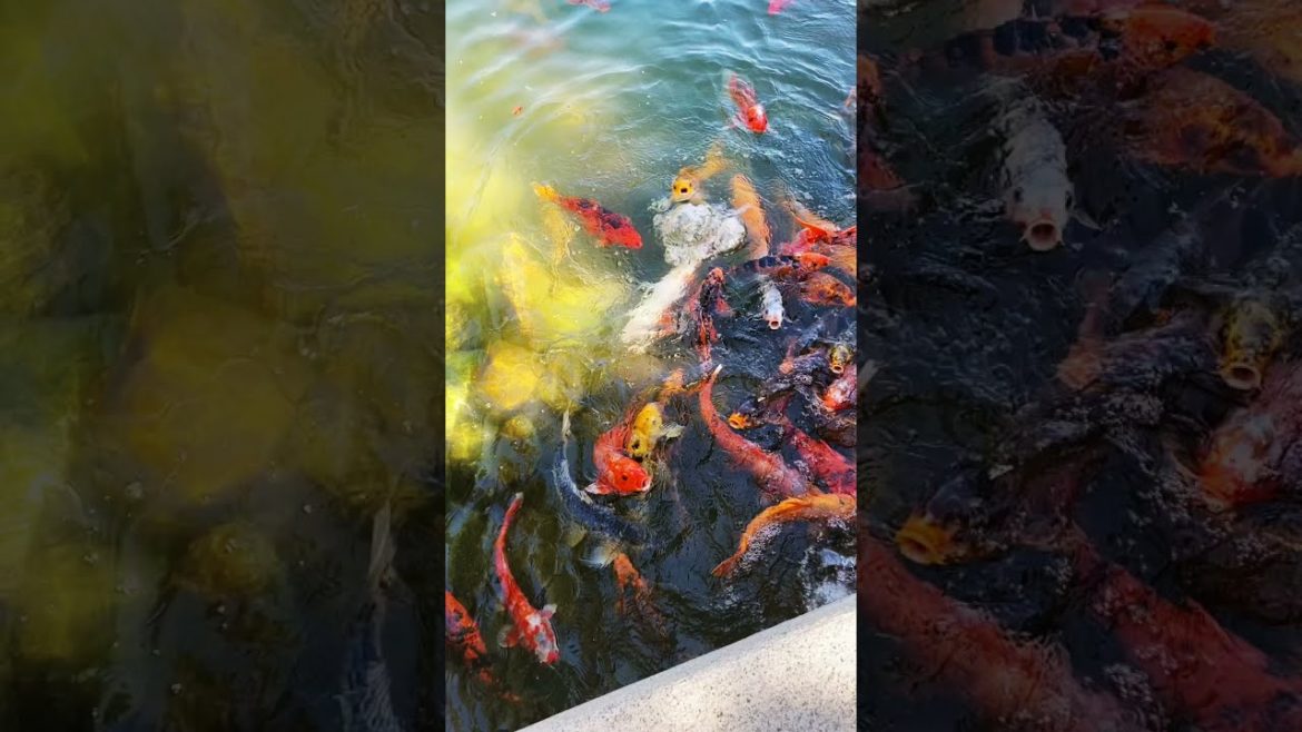 Japanese Garden - Phoenix #travelshorts